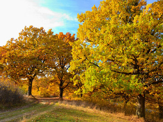 Naklejka premium Via Transilvanica trail among oak trees in autumn ochre colours