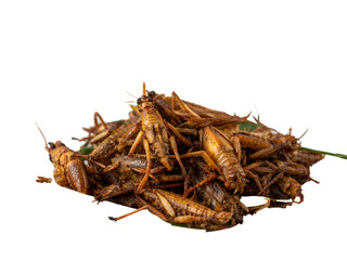 Obraz premium ทอดแมงไม้