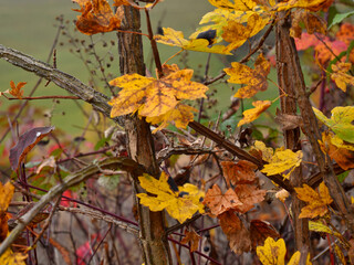 Leaves in different shades of brown and ochre on the bushes