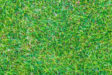 Green grass texture. Field of green grass, a lawn in spring. Background of color grass. Closeup of a freshly mowed lawn, park. Sports turf surface.