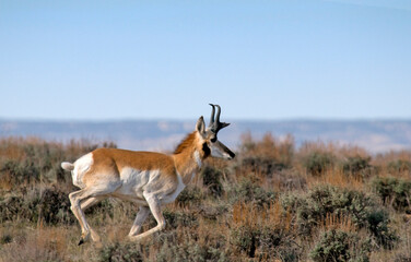 Pronghorn Running