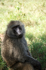 Olive baboon sitting in grassy meadow, wildlife portrait