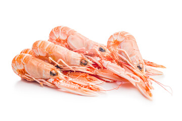 Scampi langoustine isolated on white background.