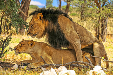 Lions in the Wild