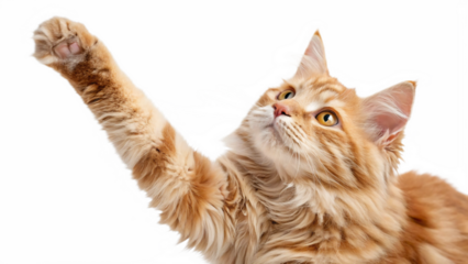 Playful orange tabby cat reaches upward with paw against a stark black background