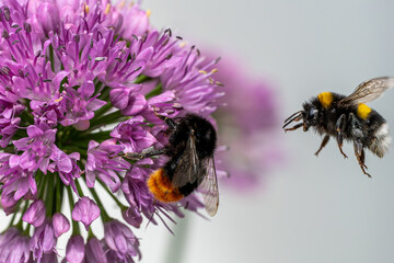 Allium millenium and bumblebee, close-up, macro, summer in Norway, Bombus terrestris, Bombus lapidarius