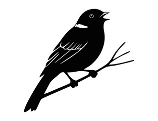 silhouette black crow on a branch