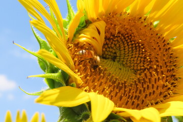 ヒマワリの横顔