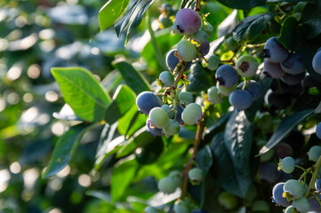 Clusters of blueberries dangle from their bush under warm sunlight, surrounded by lush green foliage in a tranquil garden 