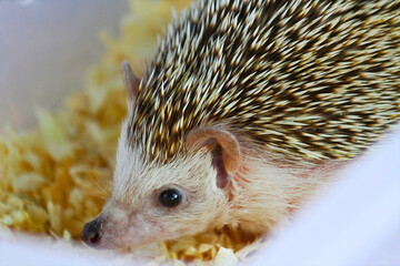 Hedgehog Sniffing Corn Bedding in Enclosure