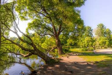 A serene pond in Ekateringof Park where ancient willows bend over the water's surface, reflecting their twisted branches. Ducks swim while pigeons rest onshore. Saint Petersburg, Russia.