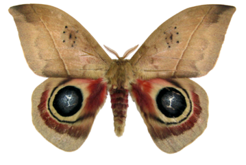 A detailed view of a vibrant Automeris randa Saturnia butterfly showcasing its intricate patterns. The striking colors emphasize its wings, highlighting its beauty and uniqueness.