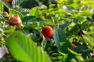 Ripe Norwegian raspberries grow among vibrant green leaves under the warm sunlight, highlighting their rich color and freshness 