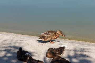 A group of ducks resting on a sandy beach near calm water. One duck is standing while others are lying down