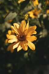 yellow daisy flower