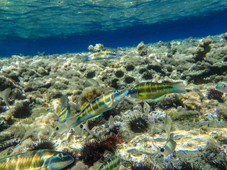 Dark blue ocean surface seen from underwater. Abstract waves underwater and rays of sunlight shining through, Sun light rays undersea deep, Underwater background with sea bottom, Mediterranean sea.