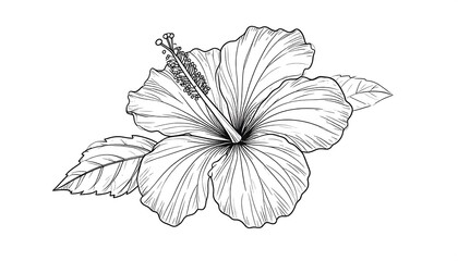 Detailed Hibiscus Flower Line Art
