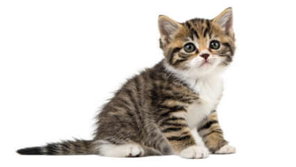 Adorable tabby kitten with big eyes sitting against a solid black background