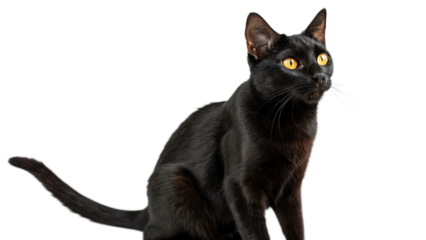Striking black cat with intense yellow eyes gazes forward against a deep black background