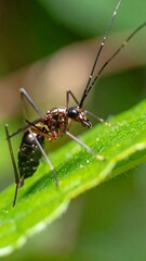 Close-up of insect on leaf
