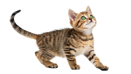 Obraz premium Adorable tabby kitten with bright green eyes gazes upward against a stark black background