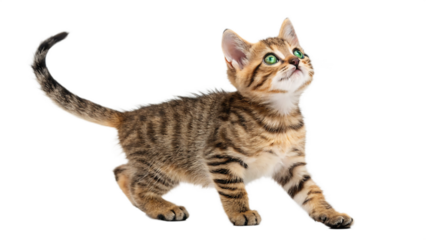 Adorable tabby kitten with bright green eyes gazes upward against a stark black background