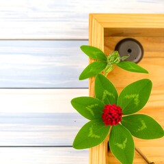 Clover flower in wooden box