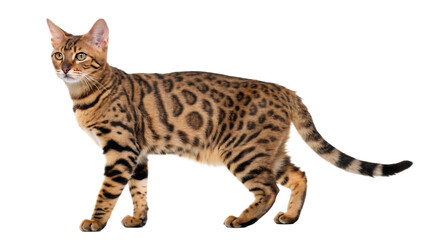 Majestic bengal cat with striking spotted coat stands proudly against a stark black background