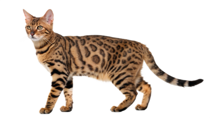 Majestic bengal cat with striking spotted coat stands proudly against a stark black background