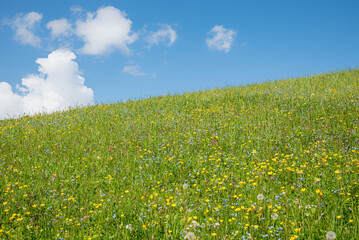 green pasture with forget-me-nots and buttercupsä flowers, blue sky with clouds © SusaZoom