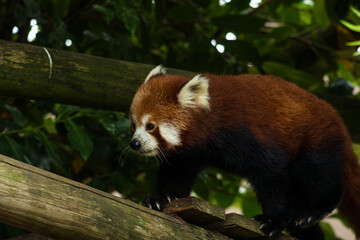 Fototapeta premium Red Panda, close up shot Amazon World Zoo, Isle of Wight