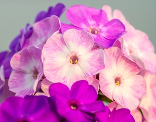 Obraz premium Close up of vibrant flowers