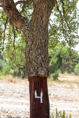 Fototapeta premium Harvested Cork Oak Tree in a Portuguese Forest