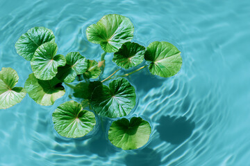 Green Lily Leaves Floating in Water