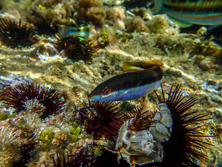 Ocean blue underwater with sunrays, Underwater Sea Deep Water Abstract Sunshine, sea wave , clean waters in summer time, Natural underwater seascape, sand on ocean floor and water surface with sunligh