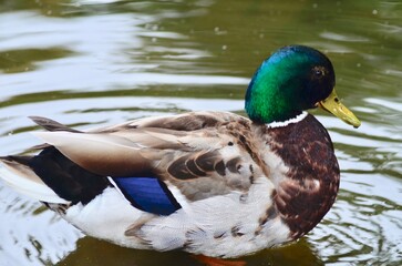 Wild ducks swim in the calm waters of a lake against a natural backdrop. The morning light softly...