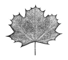 Maple leaf illustration in vintage stipple engraving style isolated on transparent background