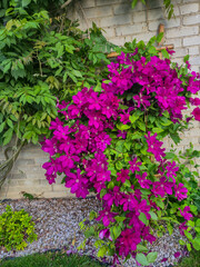 Vibrant bougainvillea flowers bloom against a textured wall, enhancing outdoor aesthetics. This colorful display adds character and beauty to gardens and landscapes.