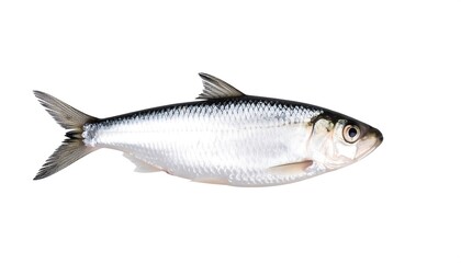 Obraz premium Fresh fish, whole, side view