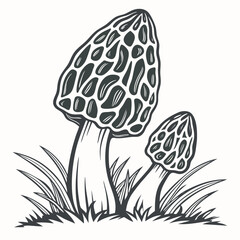 Realistic morel mushrooms illustration on a clean white background