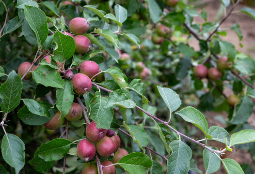 Organic apples growing in a home orchard