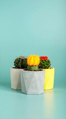 Colorful cacti in modern pots