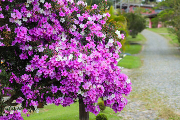 Obraz premium A Manacá-da-Serra tree (Tibouchina mutabilis) in full bloom, with flowers in various shades of pink, purple, and white, is on a lawn next to a cobblestone path in Sao Paulo, Brazil.