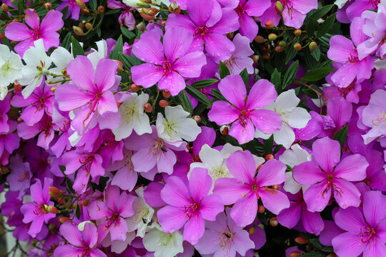 A cluster of Manac&aacute;-da-Serra flowers (Tibouchina mutabilis) in various shades of pink, purple, and white, with small insects, highlighting the species' color change cycle.