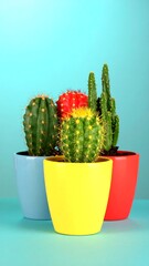Colorful cacti in pots