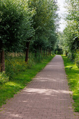 Straight pedestrian or cycling path paved with bricks, flanked by evenly spaced pollarded willow trees and dense greenery on both sides. A serene natural setting with filtered summer light