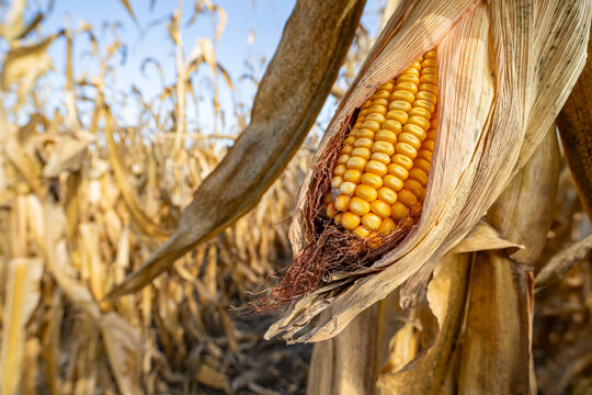 Ear of corn in cornfield ready for harvest. Harvest season, farming, agriculture, and ethanol concept.