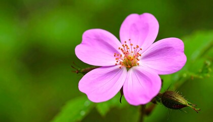 Close-up of vibrant pink flower (1)