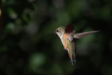 Auburn plumage of hovering Rufous Hummingbird against green bokeh background and copy space.  Location is Paton Center, Patagonia, Arizona. 