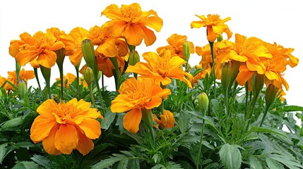 Bright orange marigold flowers in a cluster.